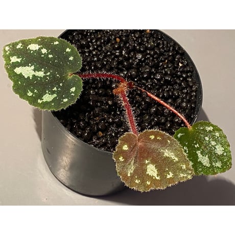 Begonia sp. from Cao Bang [YH050519] TK