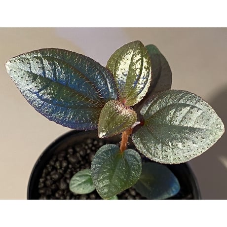 Phyllagathis rotundifolia [STRINGE PLANTS]