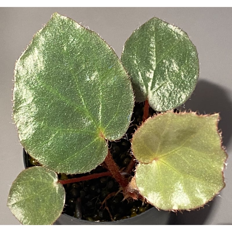 Begonia sp. f1 from Sumatera [NT ORCHID] | M・R・G・R