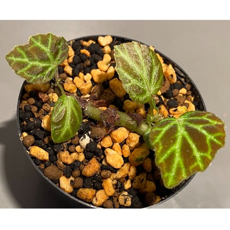 Begonia sp . from Sumpur [TK031117]