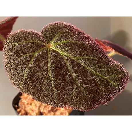 (大株) Begonia decora from Cameron Highlands MALAYSIA [R0718-03]