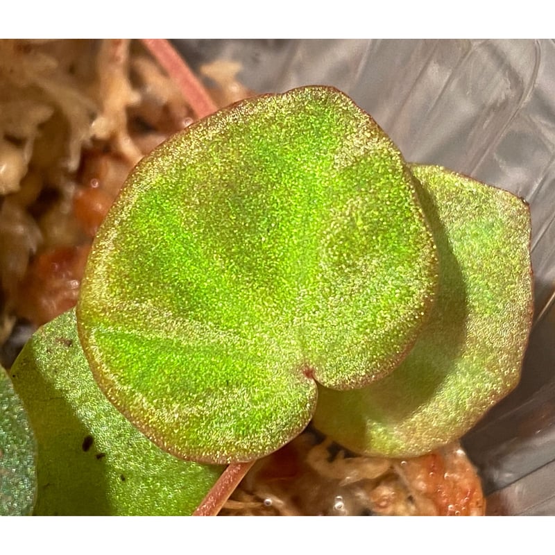 その他観葉植物 lichenora 熱帯植物】Begonia lichenora｜ベゴニア リケノラ｜6cmポット | shid