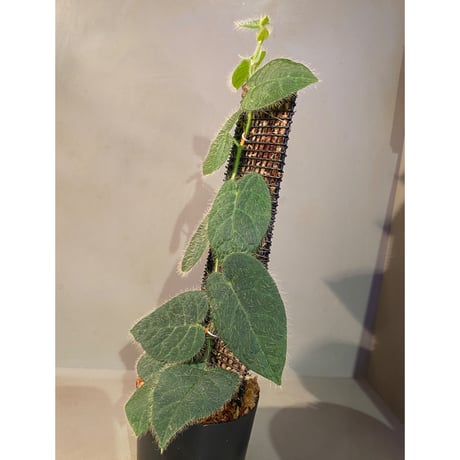 Ficus sp. from Selangor