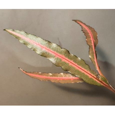 Labisia sp. from Vietnam ①