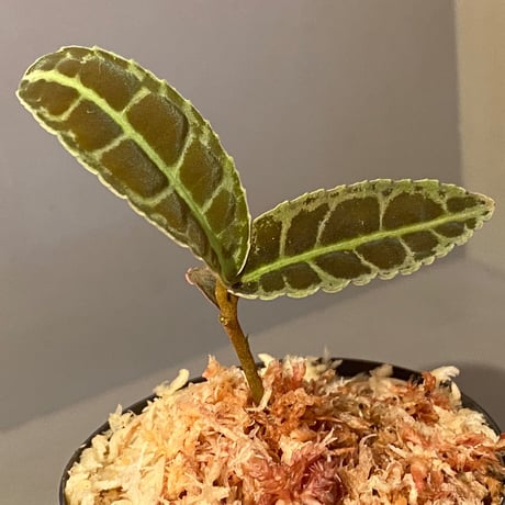 Emblemantha urnulata (Labisia sp.) from Riau sumatera [LA0815-01]