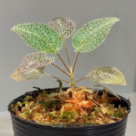 Sonerila sp. from Phitsanulok