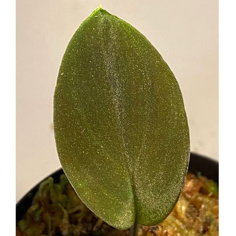 Homalomena sp. from Kapuas Hilir