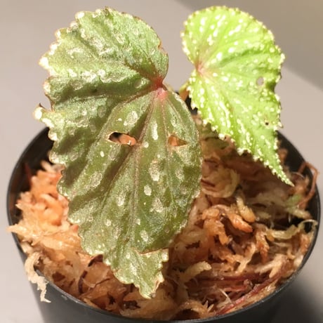 Begonia sp. from Matang [TK160716]