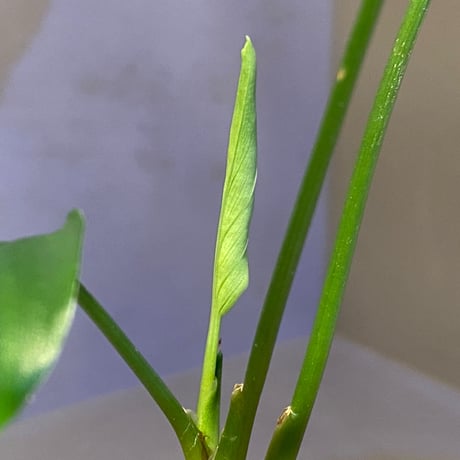 Homalomena sp. from Sekadau Selatan