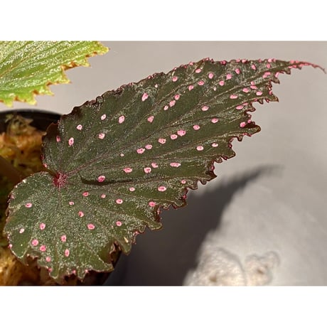 Begonia gracilicyma from Sumatera Barat [TB]