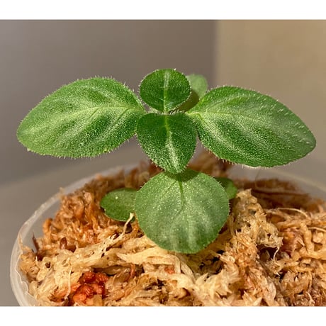 Gymnostachyum sp. f1 from Sumatera Barat [LA0414-01]