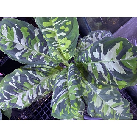 Aglaonema pictum GW Type1 from Padang sidempuan [TB1410]