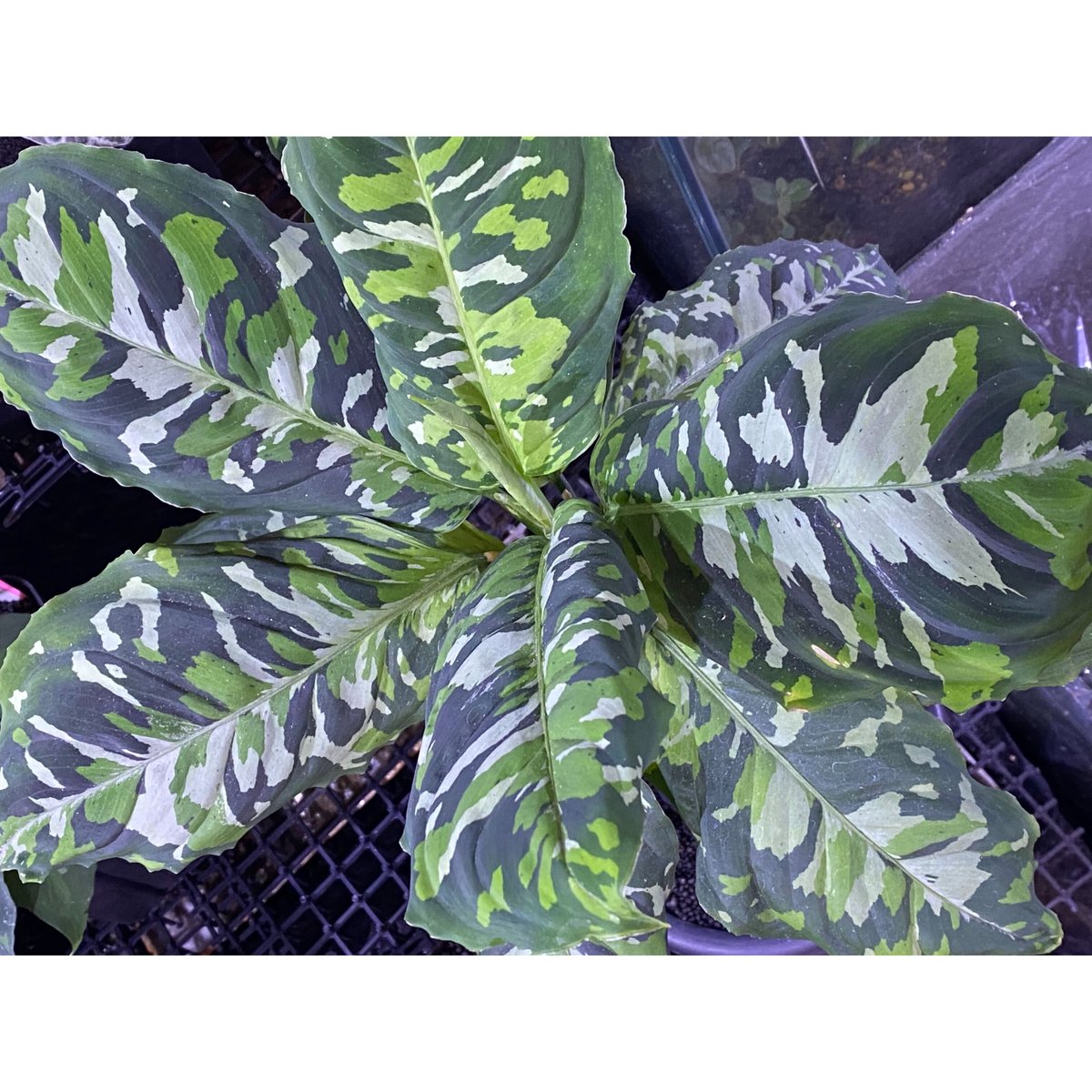 Aglaonema pictum GW Type1 from Padang sidempuan