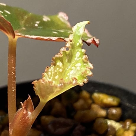 Begonia sp. from Aceh sumatera [LA1115-01T]