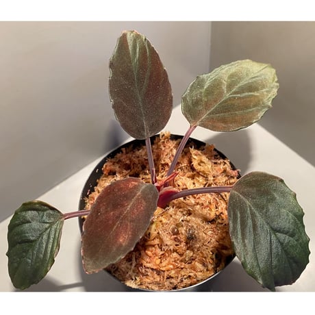 Homalomena sp. Red "Sabah-6" [R0515-03a]