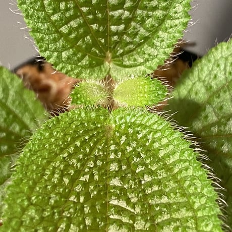 Phyllagathis sp. from Dong Nai province south Vietnam