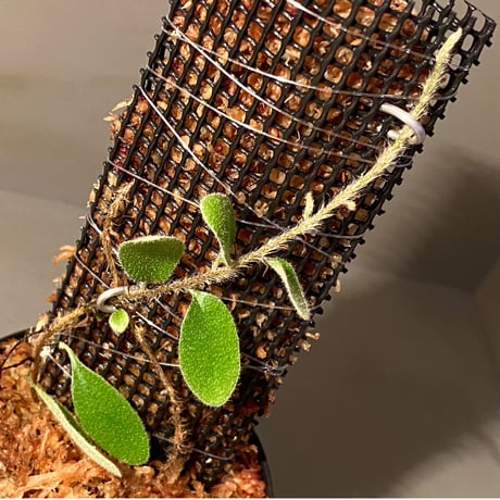 Pyrrosia nummularifolia from Santa Fe Luzon Philippines [KSB]