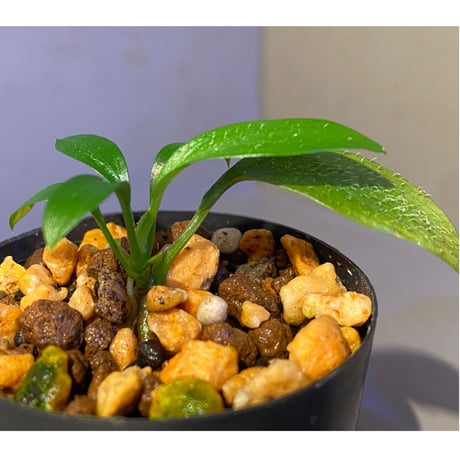 Homalomena hasei "狐尾" from Aceh sumatera [LA0616-04]