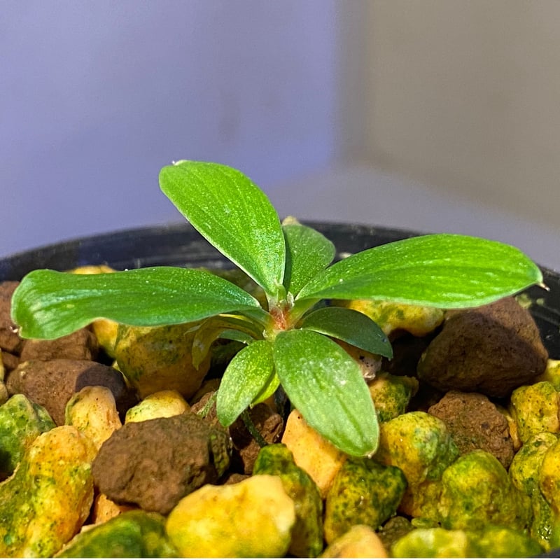 LA便 Homalomena sp.Papua【LA0021-05z】ホマロメナ LA便 Homalomena sp.Papua【LA0021-05z】ホマロメナ