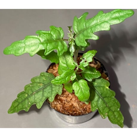 Scrophulariaceae sp. from Valencia, Negros Oriental