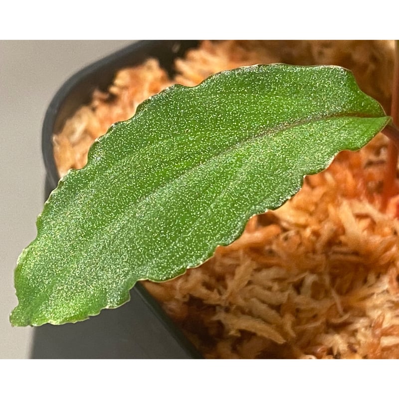 Homalomena sp.竜鱗 Riau【LA0815-01】ホマロメナ Homalomena sp. from Riau sumatera [LA0815-01] |