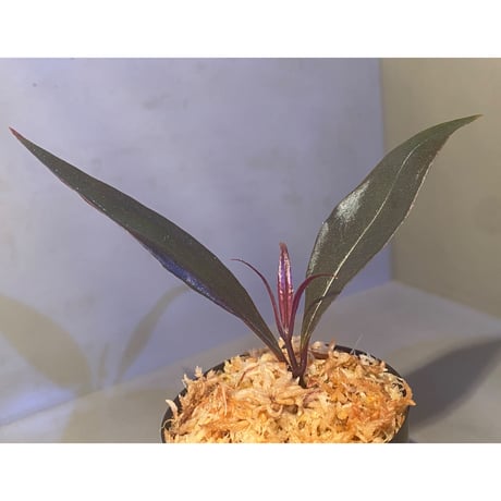 Medinilla sp. from Irian Jaya Papua