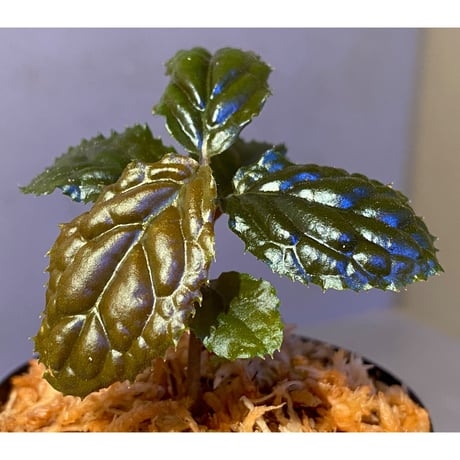 Ardisia sp. from Bengkulu [LA0315-1]