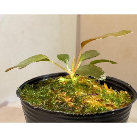 Homalomena sp."赤鉄鉱” from Kepulauan Riau [SGP import] KZT