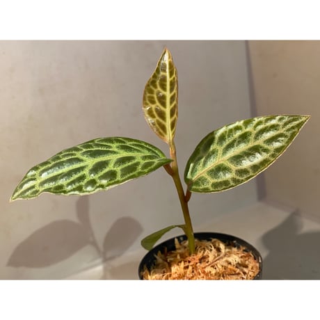 Ardisia sp. "Turtle Back"