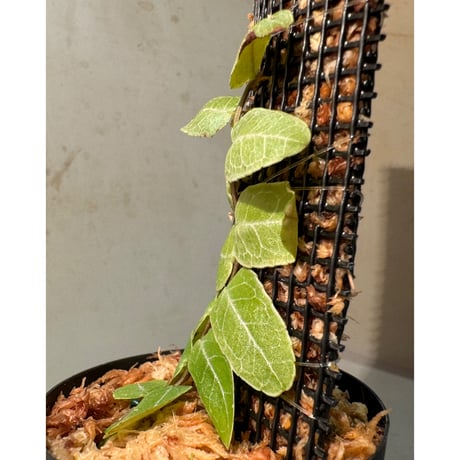 Marcgravia sp. from Iquitos Peru [tanakay]