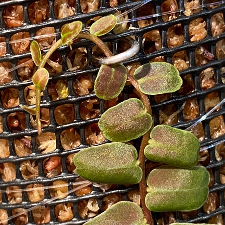 Marcgravia sp. "MELON "