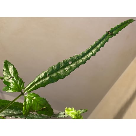 (大株) Bolbitis sp. from Siberut [LA]