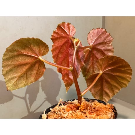 Begonia sp. from Kapuas hulu ①