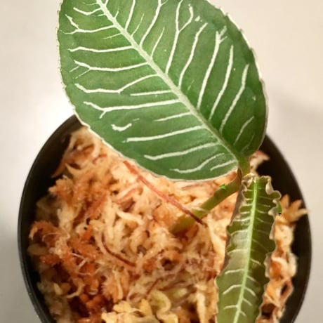 Ardisia sp. from Perlis Malaysia
