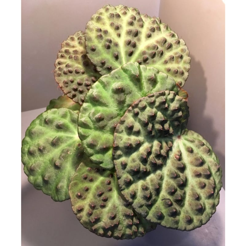 ひでぼの Begonia nahangensis ベゴニア　中サイズ4 ひでぼの様専用 Begonia nahangensis ベゴニア 中サイズ4 - メルカリ