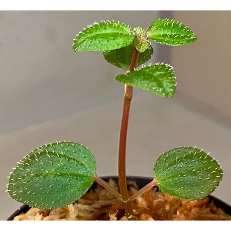 Sarcopyramis parvifolia from Malaysia [カミハタ]
