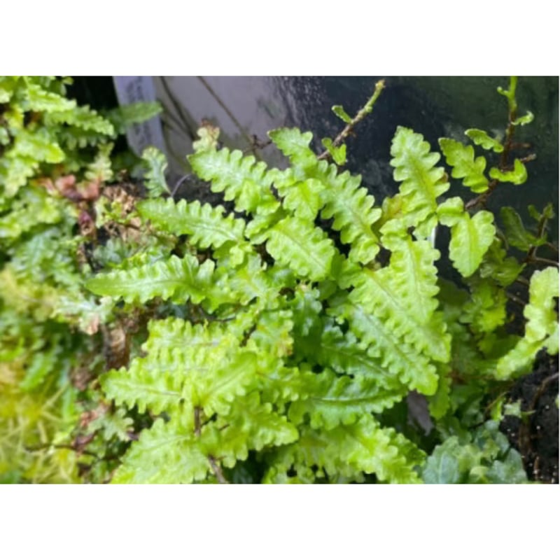 【着生シダ】Teratophyllum rotundifoliatum Teratophyllum rotundifoliatum [ テラトフィラム・ロタンディフォリア