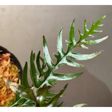 Labisia sp. from Central Papua