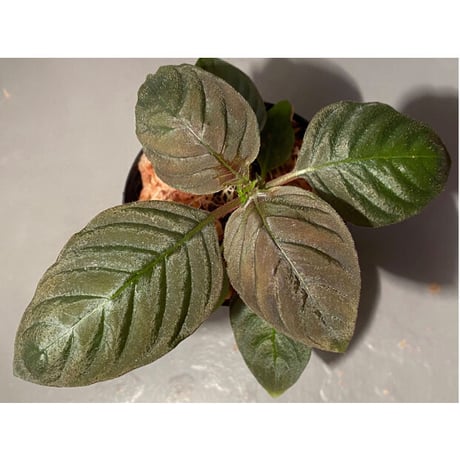 Ophiorrhiza sp. from Papua Barat[LA0319-01]