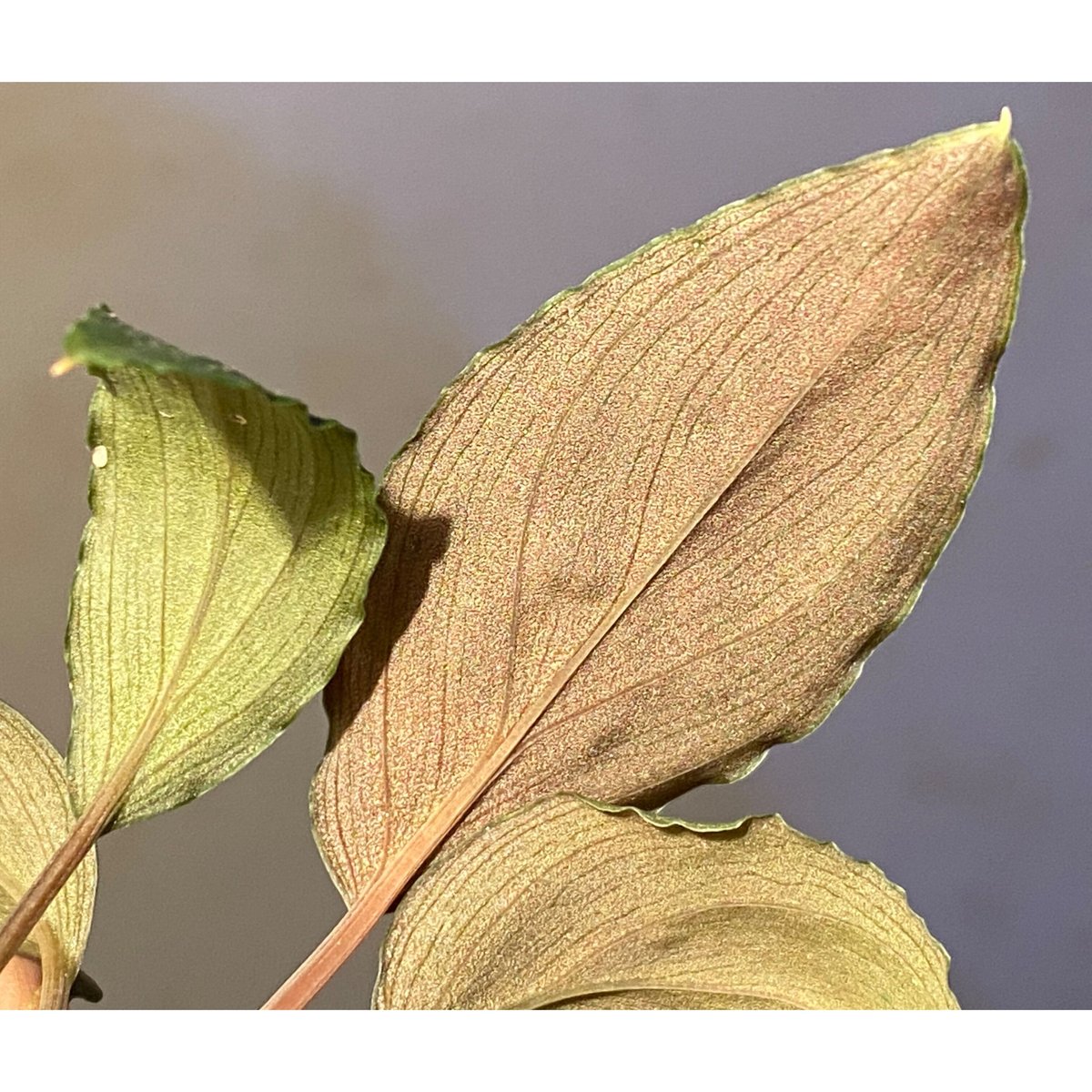 Homalomena sp. aff Insignis“Sarawak”[TB] Homalomena sp. from Bau Sarawak | M・R・G・R