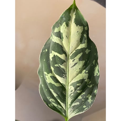 Aglaonema pictum "Star Platinum" IBU from Sibolga timur [AZ0114-5]