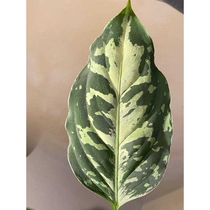 その他観葉植物 aglaonema pictum star platinum AZ0114-5 Aglaonema pictum 