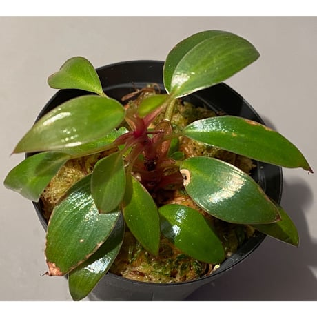 Philodendron sp. "Red Congo Compacta" ①