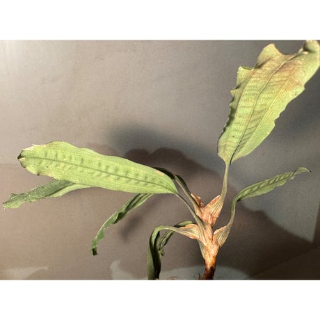 Mapania cuspidata from Bengkayang West Kalimantan