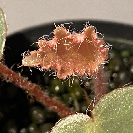 Begonia sp. f1 from Sumatera [NT ORCHID]