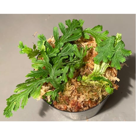 Selaginella biformis [STRINGE PLANTS]