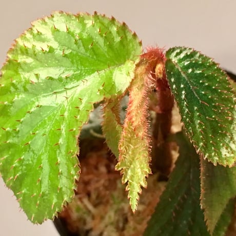 Begonia sp. from Tasik Kenyir [KZT 080118-3]