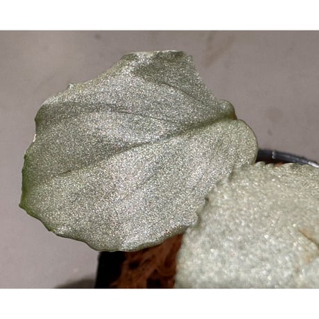 Homalomena sp. "Platinum Velvet" from Kepulauan Riau [KN] ②