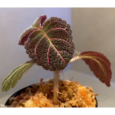 Pearcea hypocyrtiflora from Rio Napo Ecuador [tanakay]