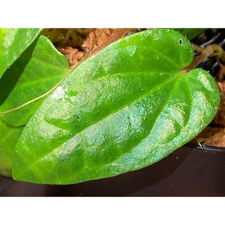 Piper sp. from Borneo